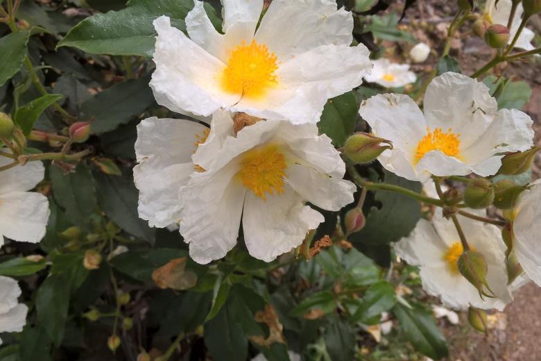 Fleurs de ciste_48