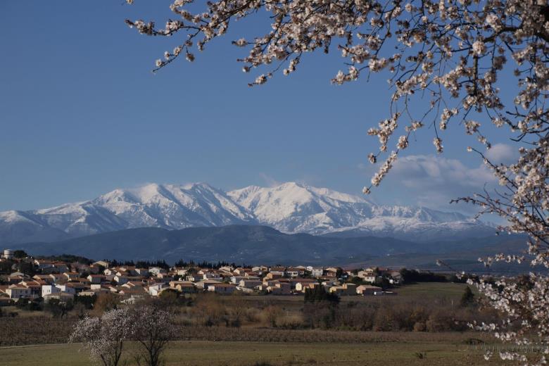 Ponteilla et le Canigou_12