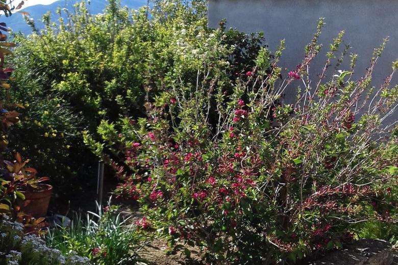 jardinet devant gîte_10