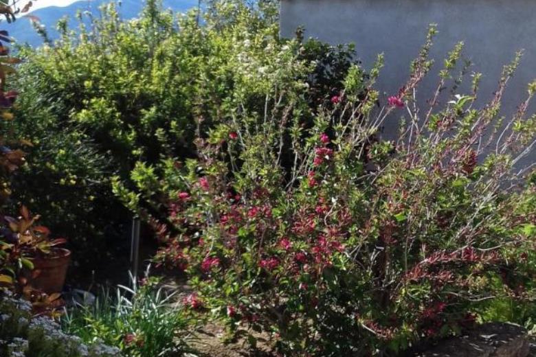 Jardinet devant gîte_38