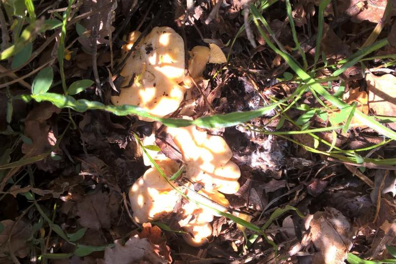Les girolles_31