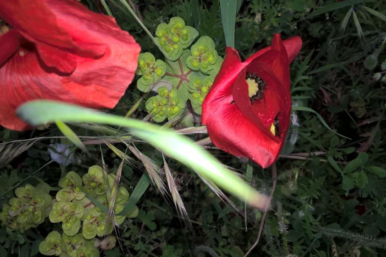 Une araignée sur un coquelicot_27