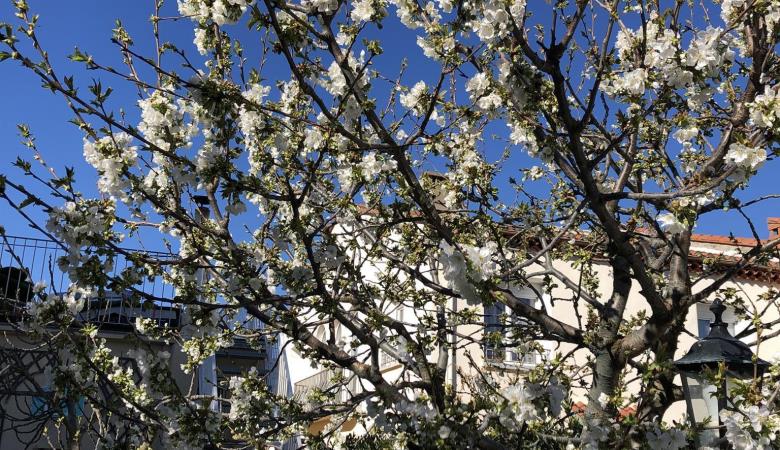 Cerisier en fleur_92