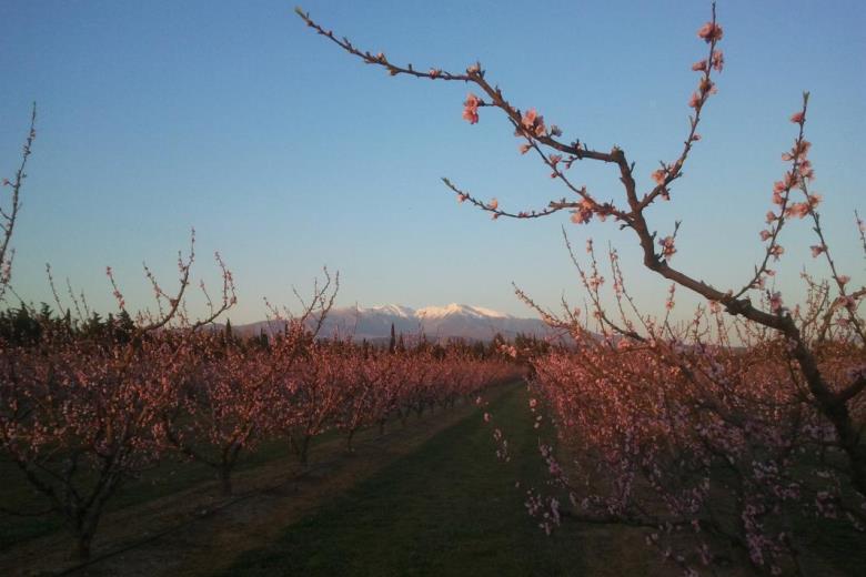 Au printemps , les fruitiers en fleurs_66G219502_9
