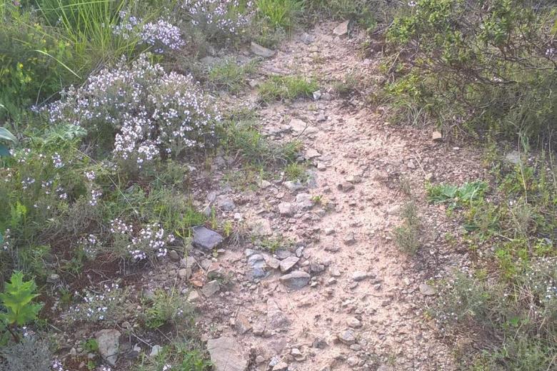 Thym sur un chemin de randonnée_22