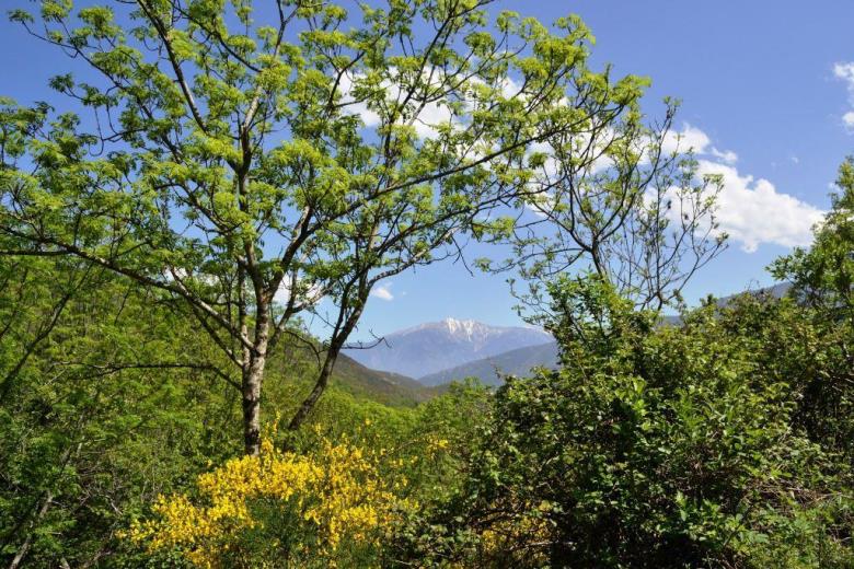 Vue sur le Canigou_28