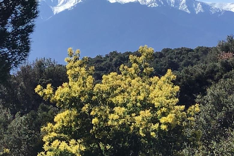 Les mimosas et le Canigo_41