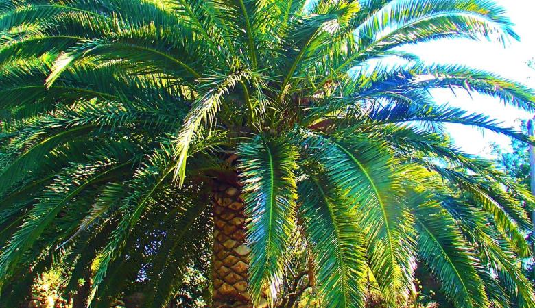 gites argeles sur mer tour pujol - jardin palmier_20