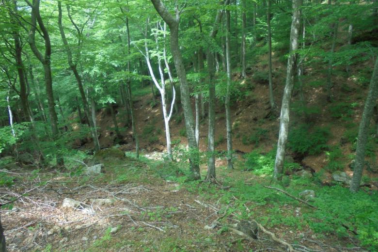 La forêt de la montagne de Laroque_14