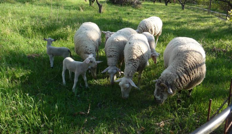 Gîte Gramatxo, les moutons_50