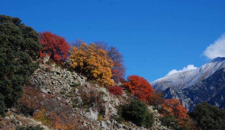 chèvrefeuille-gite-chambre-Molitg-Canigo-automne_22