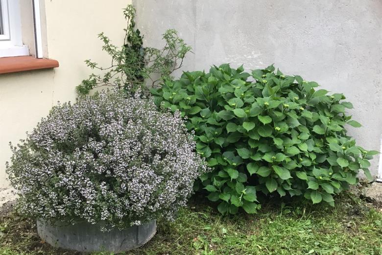 Le thym fleuri à l’arrière du gite_12