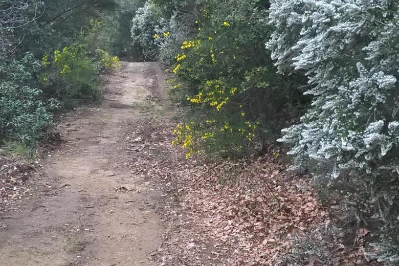 Genet et Bruyère sur le chemin du Bertrand_23
