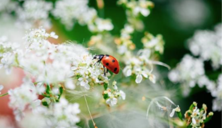insecte