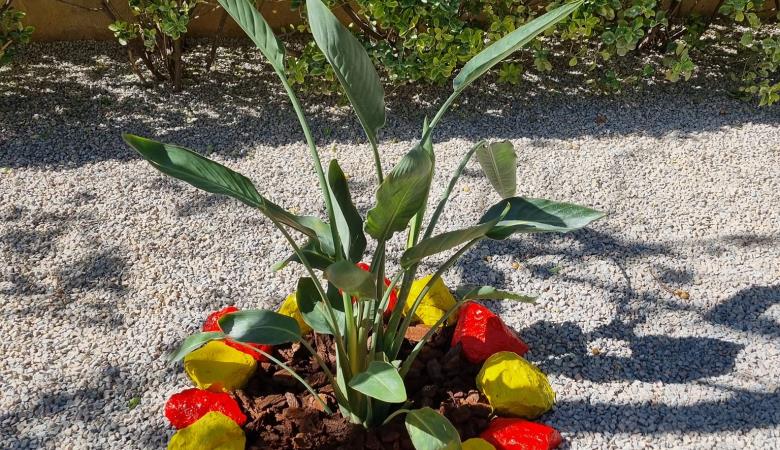 jardin coté abricotier (2)