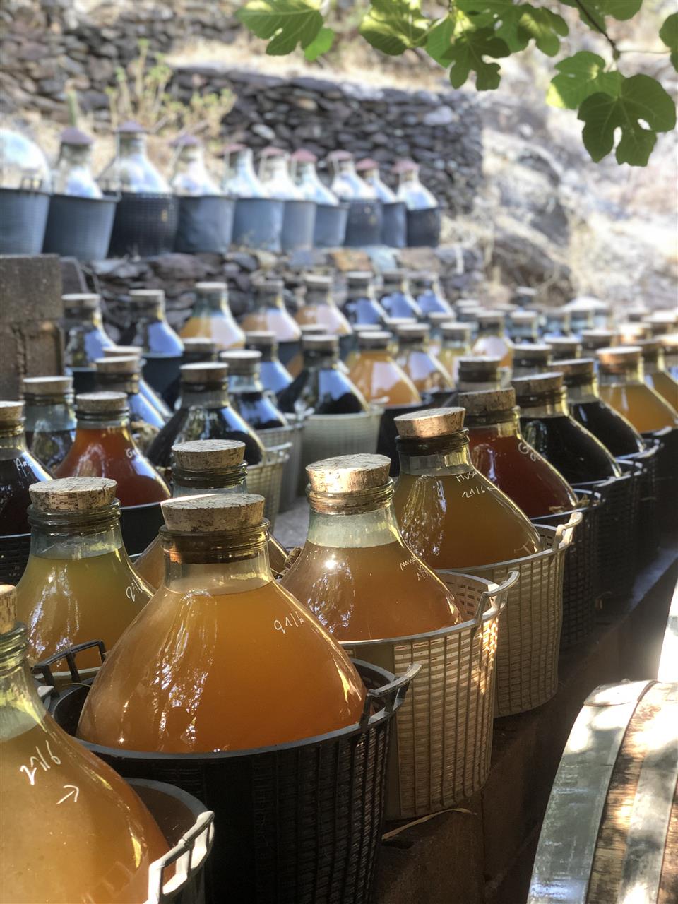 Visite-degustation a la vinaigrerie la guinelle