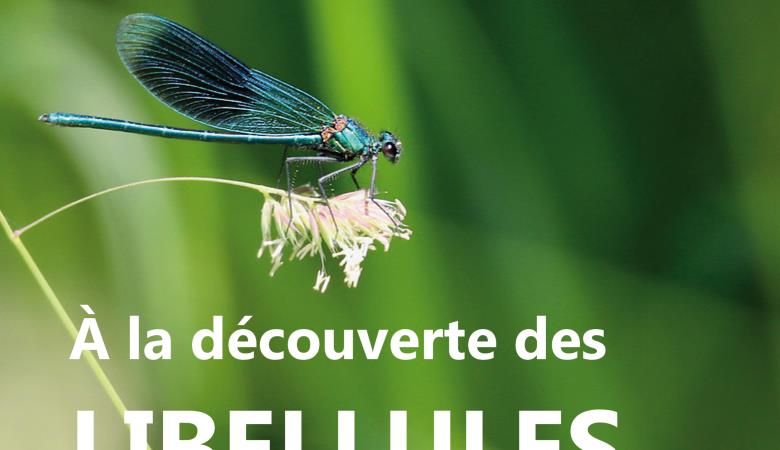 libellule