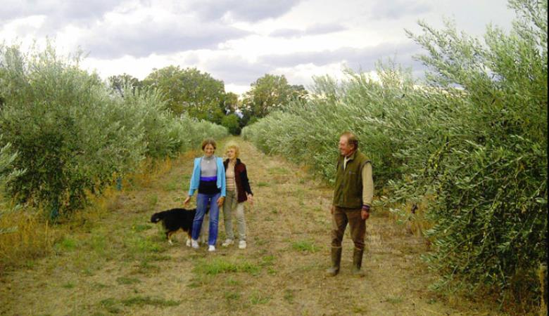 mas-d'en-fabre-oliveraie-ille-sur-tet-web
