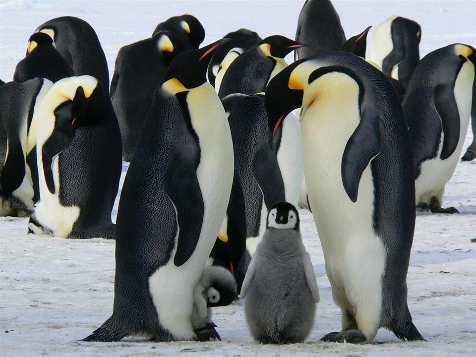 Conférence « l’antarctique, un patrimoine écologique menacé »