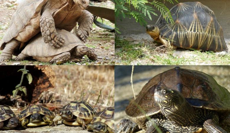Les Tortues