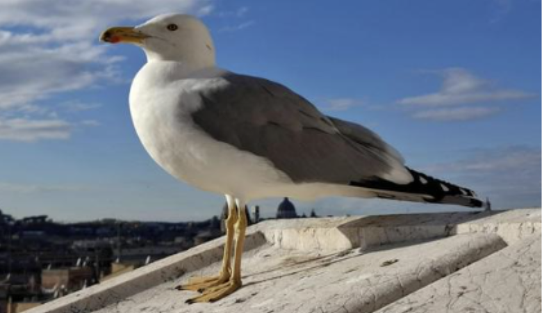 oiseau