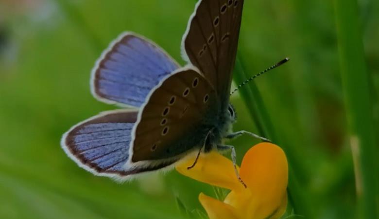 papillon fleur