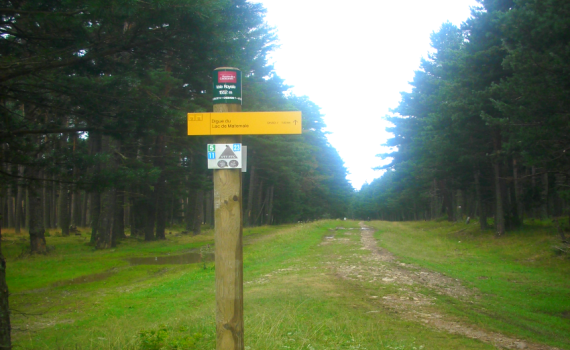 Parcours et signalétique dans la forêt de la Mata_1