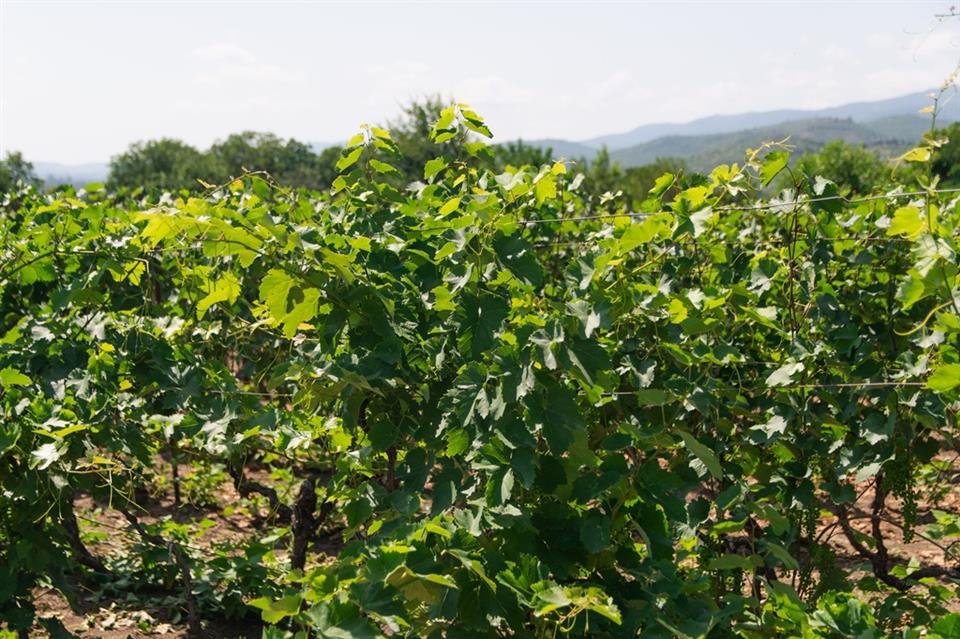 Conférence en images : À la découverte des vignobles français