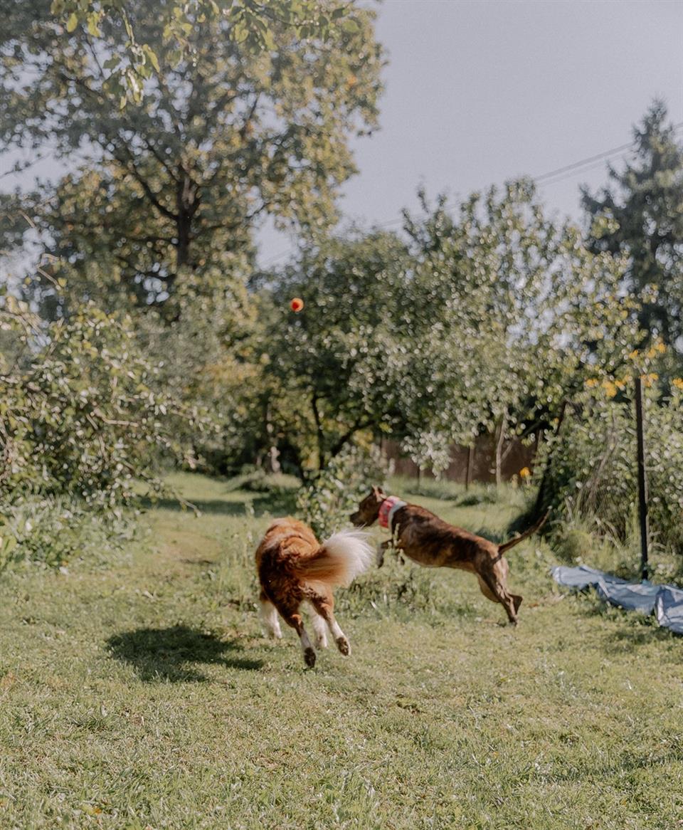 Festiwoof - journée canine