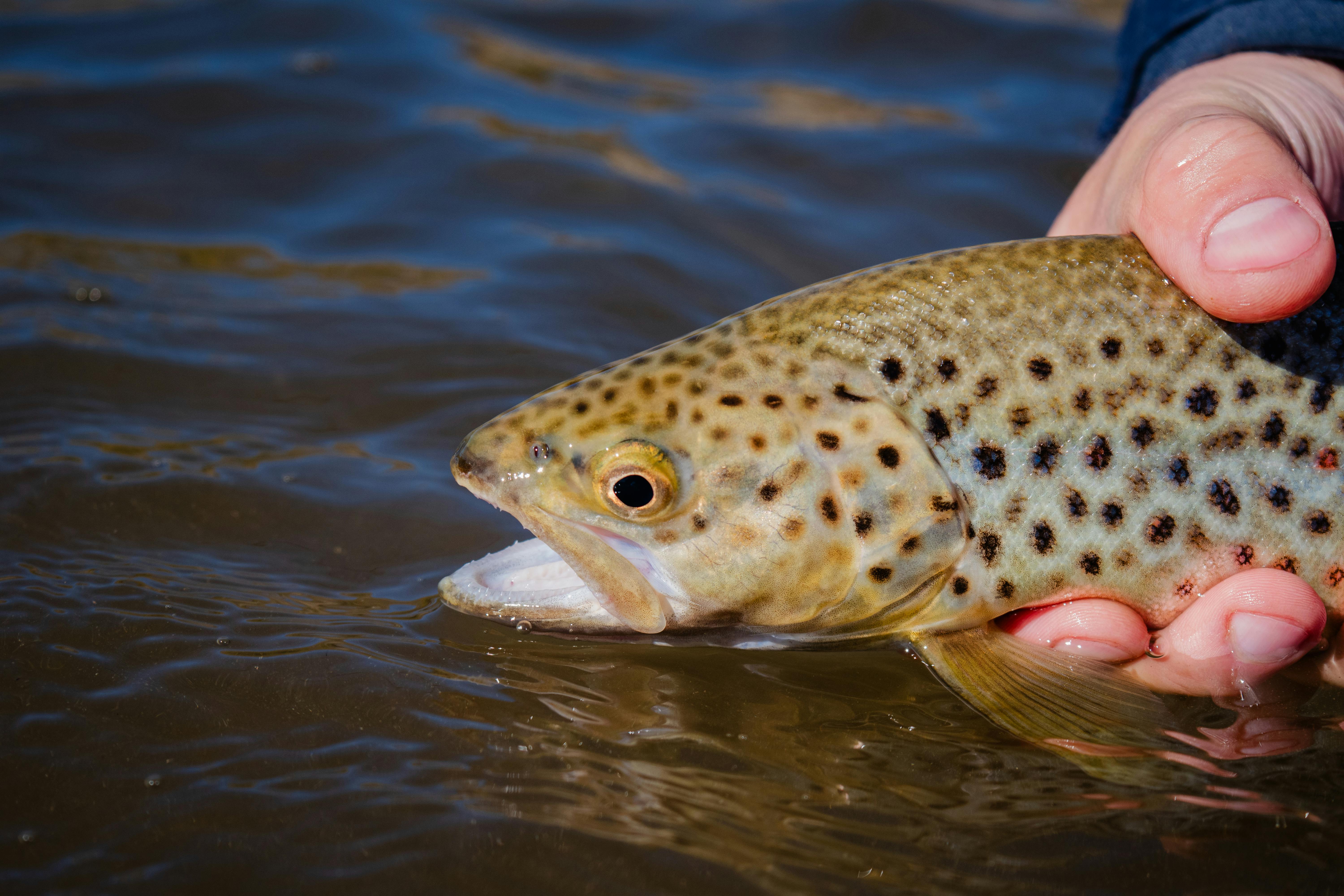 Concours de pêche