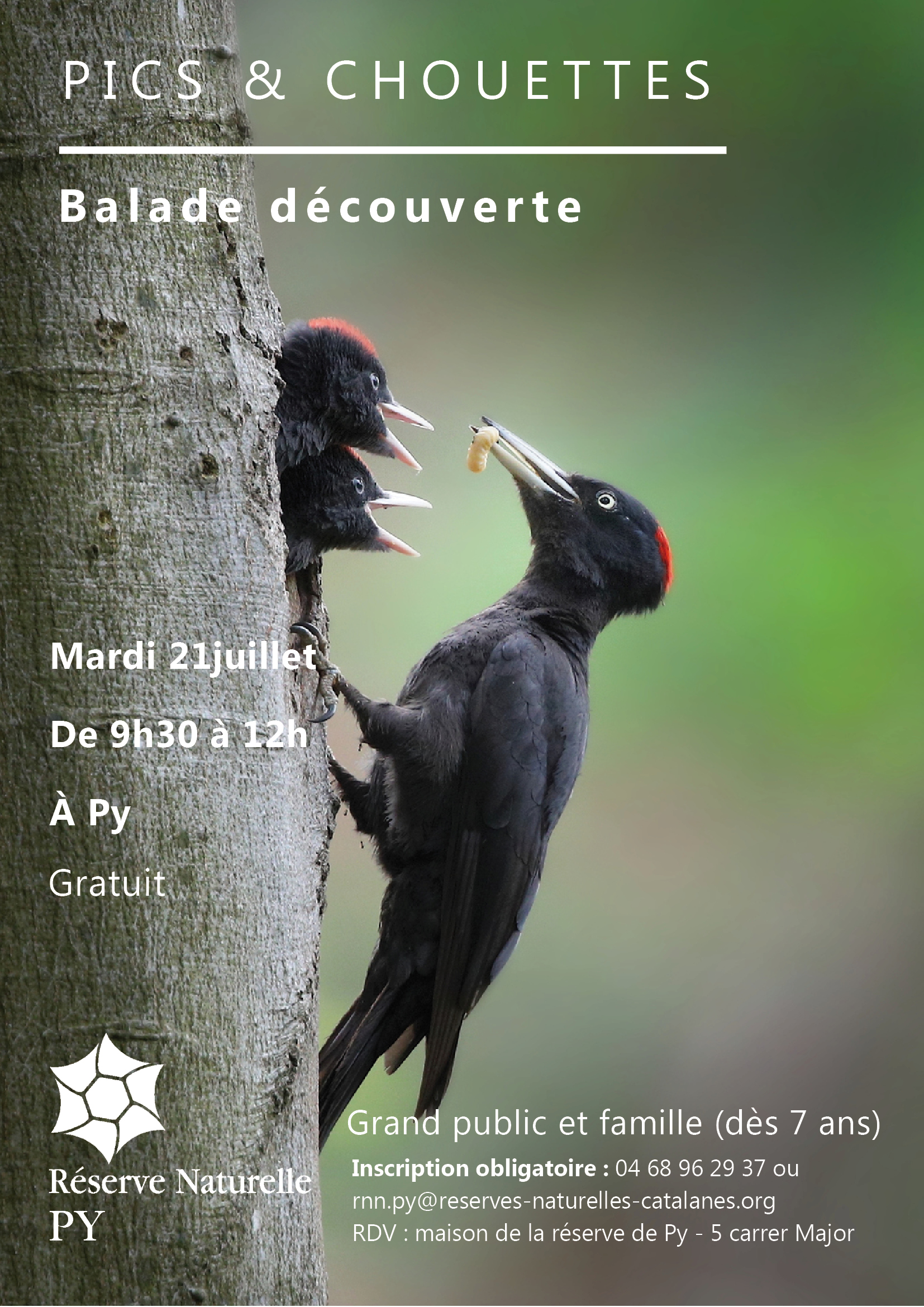Balade découverte : Pics et chouettes
