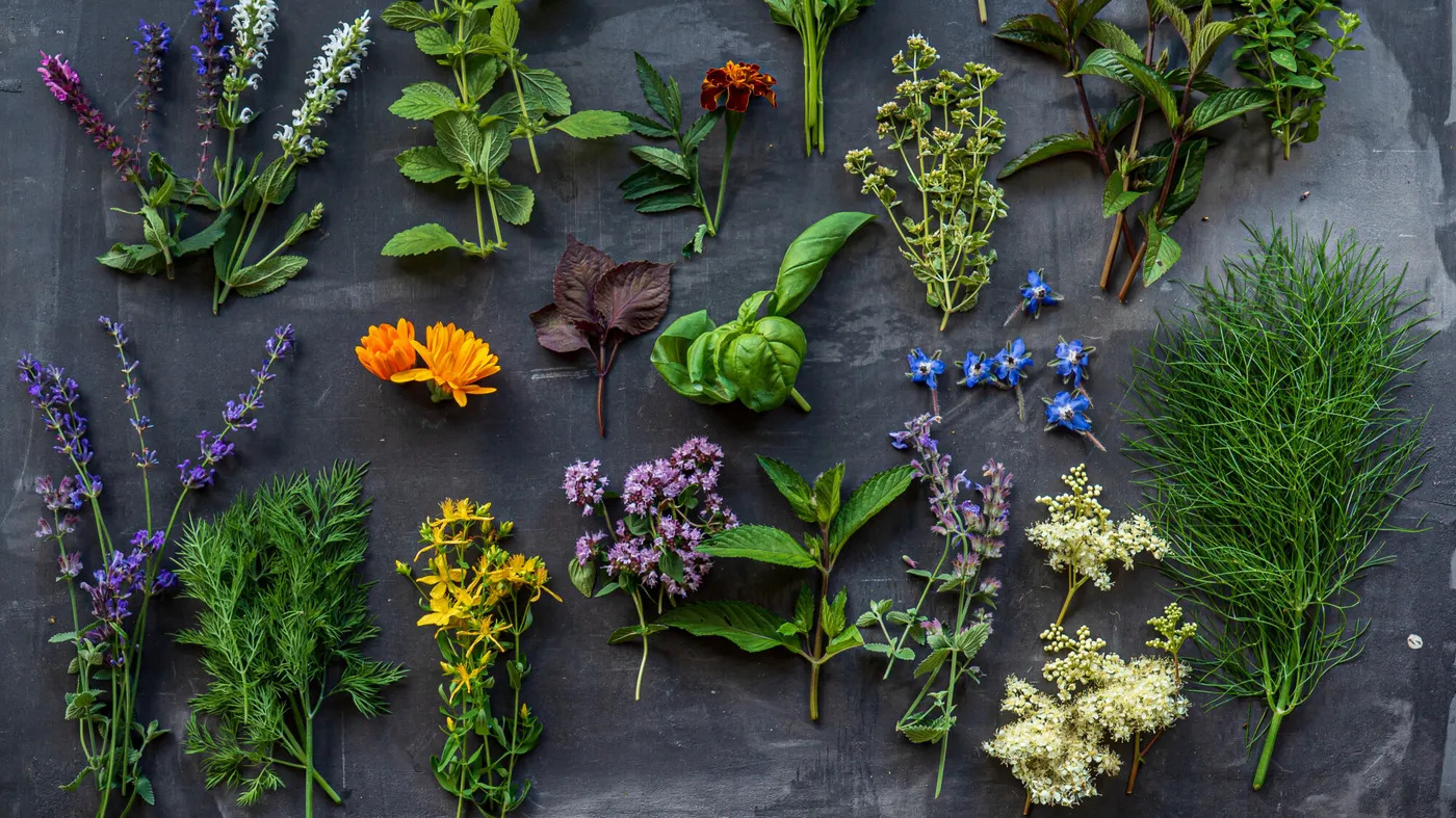 CONFÉRENCES PLANTES MÉDICINALES DE L’AUTOMNE