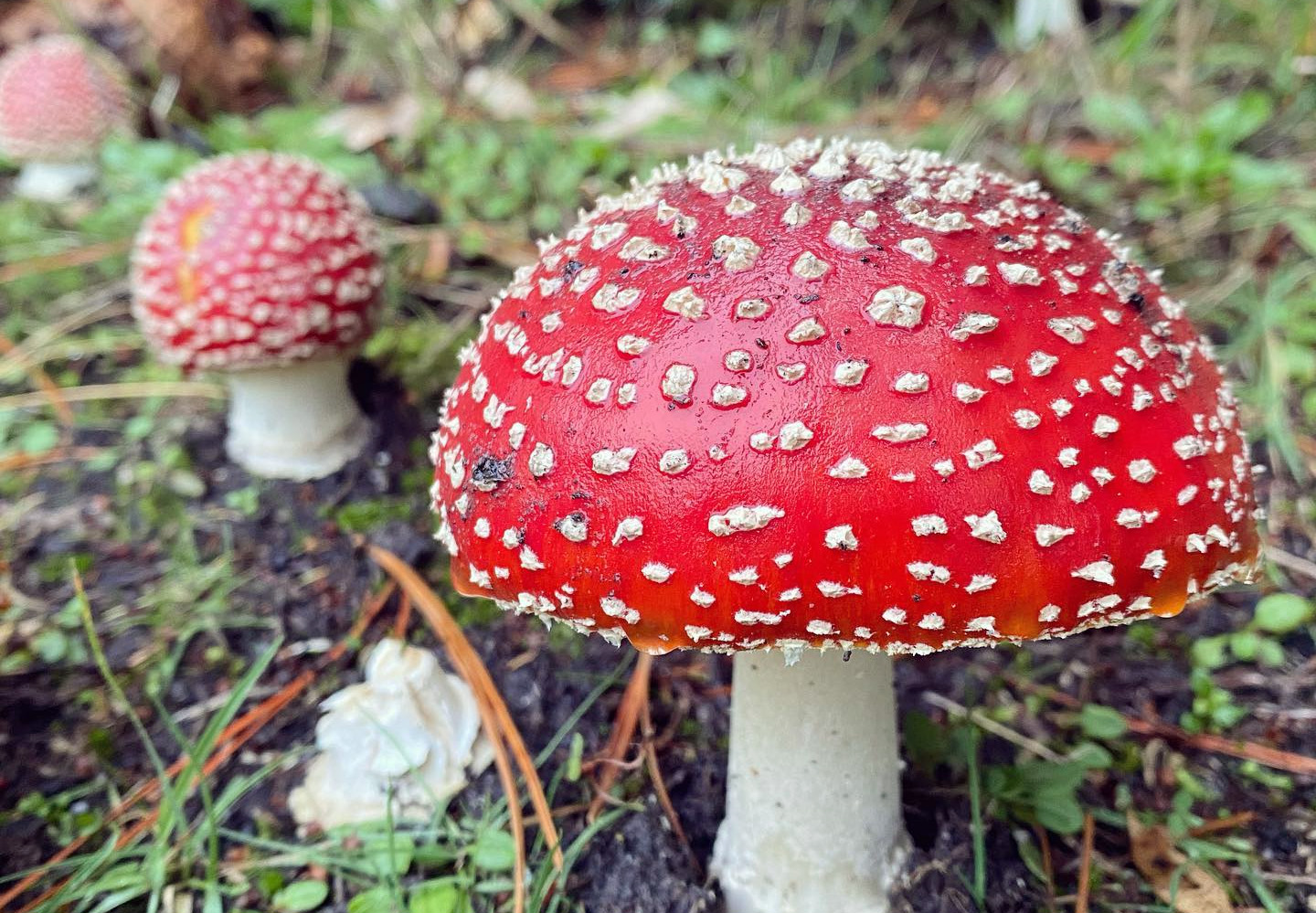 SORTIE CHAMPIGNONS