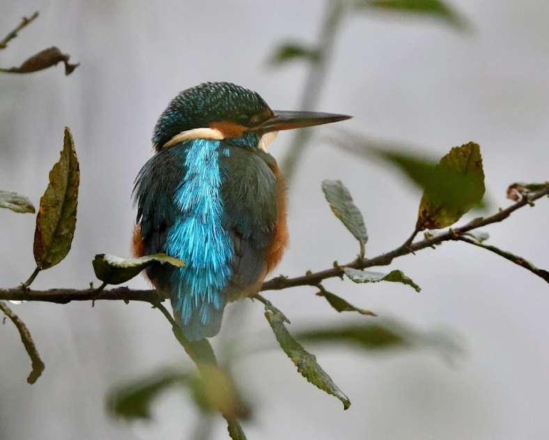 Sortie nature: Les oiseaux