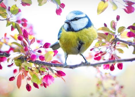 spring-bird-2295434_1280