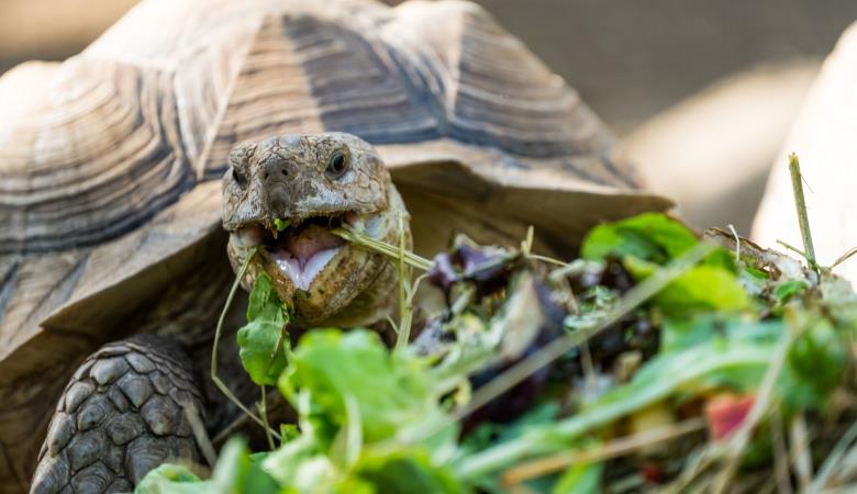 superimageconverter_68b843aad2d03