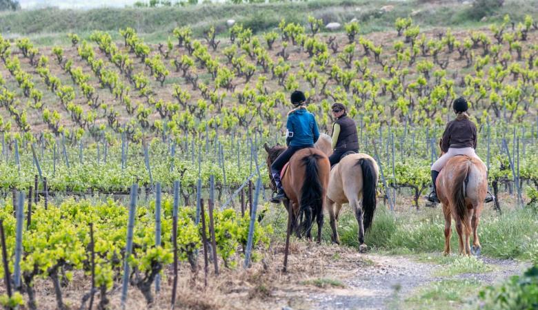 trois-chevaux-vignes-equitet-rando-corneilla-la-riviere-web