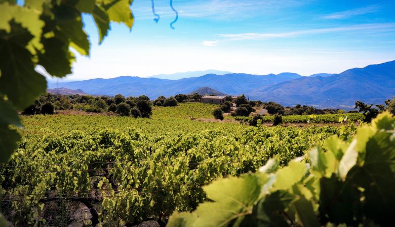 winery vineyard landscape-3939